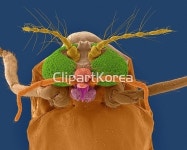 pc004453939 / JPG - 멤버십 해외작가포토