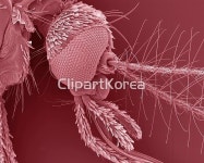 pc004453963 / JPG - 멤버십 해외작가포토