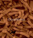 해외작가포토 - 클립아트코리아 :: 통로이미지(주) __적합한콘텐츠,긍정,꽃,내장,단백질,막대기,미생물,미생물학,바실루스,발효,보호,봉,사람,산성... 