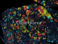 pc004458890 / JPG - 멤버십 해외작가포토