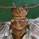 pc004469720 / JPG - 멤버십 해외작가포토