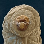 pc004469835 / JPG - 멤버십 해외작가포토