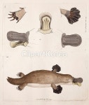 pc004470555 / JPG - 멤버십 해외작가포토