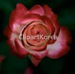 국내작가포토 - 클립아트코리아 :: 통로이미지(주) 공원,꽃,나무,남구,빨강,숲,식물,실외,울산,울산대공원,장미,장미원,전경,클로즈업,풍경,한국