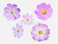 cm230004622 / PNG - 멤버십 PNG