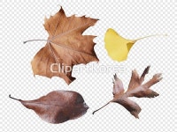 cm230004624 | 멤버십 PNG