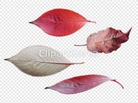 cm230004629 / PNG - 멤버십 PNG