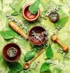 식물,신선,아로마,아로마테라피,약초,양념,여름,요리,음식재료,의약품,의학,잎,자연,절구,채식주의,초록색,치료,해외포토,향기,향신료,허브,힐링