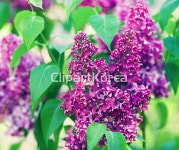 클립아트코리아 - 통로이미지