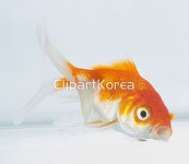 pc0040559573 | 멤버십 해외 포토