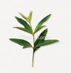 pc0040567793 / JPG - 멤버십 해외작가포토