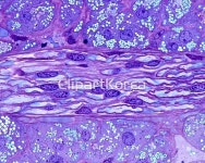 클립아트코리아 - 통로이미지