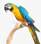 pc0040578494 / JPG - 멤버십 해외작가포토