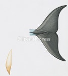 pc0040580452 / JPG - 멤버십 해외작가포토