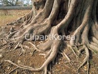 낙안읍성민속마을,순천시,전남 / tc00240083518 / JPG - 멤버십 국내작가포토