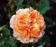 해외작가포토 - 클립아트코리아 :: 통로이미지(주) 개화,꽃,사람없음,생물학,속씨식물,식물,자연,장미,해외포토,해외프리미엄콜렉션