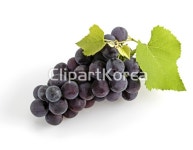 1,포도송이,포도,열매,잎 / tc00240104406 / JPG - 멤버십 국내작가포토