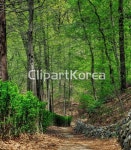 숲길, 산책로 / tc07810001014 / JPG - 멤버십 국내작가포토
