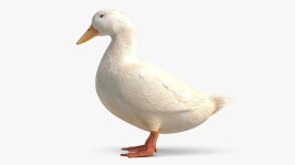 White Duck 3D 모델 $29 - .fbx .3ds .obj .max - Free3D