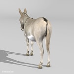 Donkey 3D 모델 $149 - .fbx .lwo .obj .xsi .c4d .ma .blend .max - Free3D