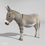 Donkey 3D 모델 $149 - .fbx .lwo .obj .xsi .c4d .ma .blend .max - Free3D