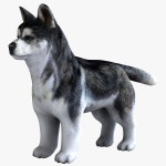 Siberian Husky 3D 모델 $15 - .fbx .max .ma .obj - Free3D