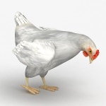 Chicken 3D 모델 $19 - .xsi .obj .ma .max .fbx .dxf .c4d .3ds - Free3D