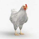 Chicken 3D 모델 $19 - .xsi .obj .ma .max .fbx .dxf .c4d .3ds - Free3D