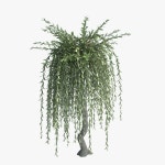 Willow Tree 3D 모델 다운로드 - Free3D