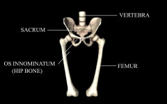 Sacrum 3D 모델 다운로드 - Free3D
