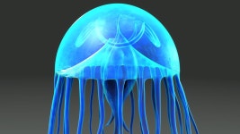 Jellyfish 3D 모델 다운로드 - Free3D