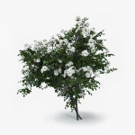 초목 3D 모델 다운로드 - Free3D