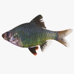 Ruby Tetra 3D 모델 $29 - .3ds .dae .dxf .fbx .max .obj - Free3D