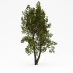 Deciduous 3D 모델 다운로드 - Free3D