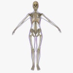 Xray 3D 모델 다운로드 - Free3D