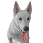 White Shepherd Dog Pose 2 Fur 3D 모델 $199 - .max .gltf .usdz - Free3D