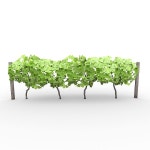 태겸유통 | Grapevine 1 3D 모델 $10 - .fbx .max .obj .xsi - Free3D