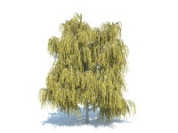 Willow 3D 모델 다운로드 - Free3D