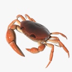 Crab 3D 모델 $5 - .obj - Free3D