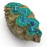 Sea Shell PBR 무료 3D 모델 - .obj .mb .fbx - Free3D