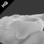 Liquid flow 3D 모델 $29 - .fbx .max .obj - Free3D