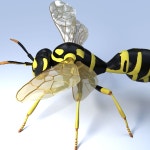 Wasp 3D 모델 $69 - .3ds .max .fbx .obj - Free3D