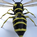 Wasp 3D 모델 $69 - .3ds .max .fbx .obj - Free3D