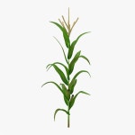 Corn Field v1 무료 3D 모델 - .obj .stl - Free3D