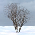 Winter Tree 24 3D 모델 $39 - .max - Free3D