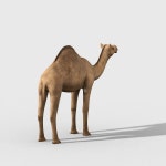 Camel 3D 모델 $39 - .max .unknown - Free3D