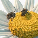 Wasp 3D 모델 $49 - .3ds .fbx .obj .max - Free3D