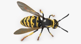 Wasp 3D 모델 $49 - .3ds .fbx .obj .max - Free3D