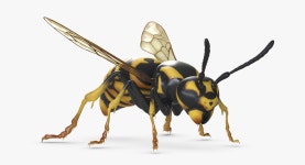 Wasp 3D 모델 $49 - .3ds .fbx .obj .max - Free3D
