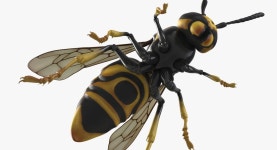 Wasp 3D 모델 $49 - .3ds .fbx .obj .max - Free3D